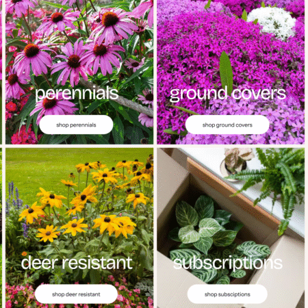 🌿 TN Nursery Review: A Comprehensive Guide for Gardeners and Deal Seekers