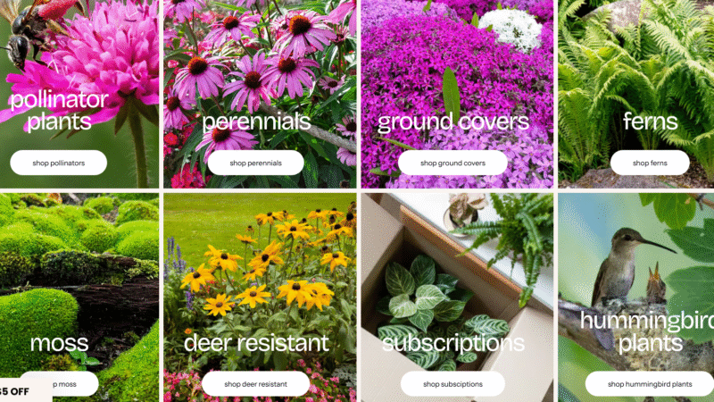🌿 TN Nursery Review: A Comprehensive Guide for Gardeners and Deal Seekers